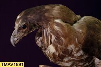 鳳頭蒼鷹藏品圖，第11張
